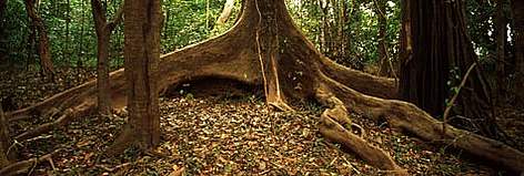 Jaú National Park Fast growing Macucu floodplain tree used for floors and seeds feed cattle ... / ©: WWF-Canon / Juan PRATGINESTOS rel=