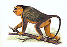 Golden snub-nosed monkey Pygathrix roxellana Pygathrix (Rhinopithecus) roxellana, Chinese ... / &copy;: WWF-Canon / Helmut DILLER 