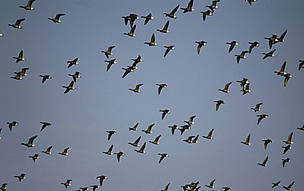 Väinameri is an important stop over site on the migration routes of large numbers of waterfowl. / ©: WWF-Canon / Peter PROKOSCH Flock of brent geese, Branta bernicla / ©: WWF-Canon / Peter PROKOSCH