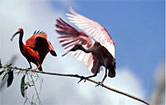 Scarlet ibis and Roseate spoonbill in wetlands. Brazil. / ©: WWF-Canon / Roger LeGUEN Scarlet ibis and Roseate spoonbill in wetlands. Brazil. / ©: WWF-Canon / Roger LeGUEN