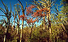 Dry forest Beza Mahafaly Reserve Madagascar. / &copy;: WWF-Canon / Meg GAWLER