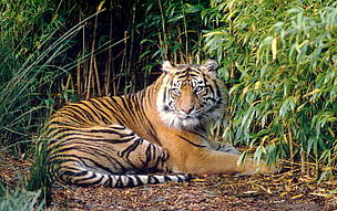The Sumatran tiger is one of many species living in Indonesia's recently established protected ... / ©: WWF / Frédy Mercay / ©: WWF / Frédy Mercay