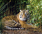 A Sumatran tiger, resting.