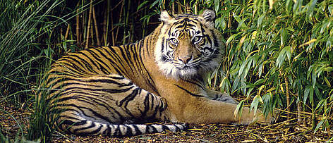 The Sumatran tiger is one of many species living in Indonesia's recently established protected ... / ©: WWF-Canon / Frédy Mercay The Sumatran tiger is one of many species living in Indonesia's recently established protected ... rel=