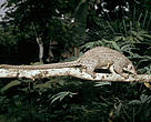 Long-tailed pangolin (<I>Manis tetradactyla</I>), Minkébé National Park, Gabon. The training will help park assistants working in this national park.