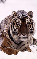 Amur tiger lying in the snow. / &copy;: WWF-Canon/Kevin Schafer