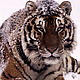 Amur tiger lying in the snow.