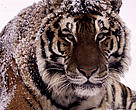 Amur tiger lying in the snow.