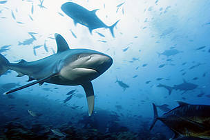 12 species listed on the IUCN Red List of threatened species are found in viable populations in the ... / ©: WWF-SPPO / ©: WWF-SPPO