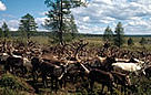 Rangifer tarandus Reindeer herd in taiga forest WWF-Sakha-Charuoda National Park Sakha Republic, ... / &copy;: WWF-Canon / Hartmut JUNGIUS