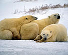 Polar bear cubs.