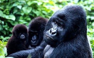 About half of the world's 700 mountain gorillas are found in the Bwindi Impenetrable National Park. ... / ©: WWF-Canon / Martin HARVEY The total population of the mountain gorilla subspecies is about 700 individuals, split almost ... / ©: WWF-Canon / Martin HARVEY