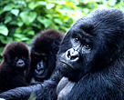 The total population of the mountain gorilla subspecies is about 700 individuals, split almost evenly into two groups: one in the Virunga range of volcanoes on the Uganda-Rwanda-DRC border, and the other in Bwindi Impenetrable National Park, Uganda.