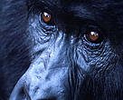 Adult female gorilla (<I>Gorilla beringei beringei</I>), Virunga National Park, Democratic Republic of Congo.