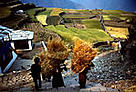 Wheat harvest Annapurna Conservation Area Nepal. / &copy;: WWF-Canon / James W. THORSELL