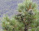 Korean Pine - Tree of Life 