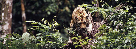 Jaguar (Pantera onca). / ©: WWF-Canon / ANDRE BARTSCHI / ©: WWF-Canon / ANDRE BARTSCHI