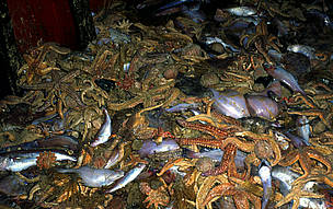 Discarded catch by deep sea trawler in the North Atlantic.
