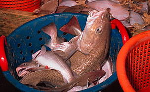 The cod stocks of the Grand Banks, Canada, once seemed inexhaustible. But in 1992 the cod fishery was finally deemed to have collapsed - and some 40,000 people lost their jobs overnight, including 10,000 fishermen. More than 10 years later, the cod have still not recovered.