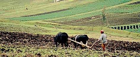 Farming in the rich volcanic soil in the Andes Mountains. Near Cayambe, Pichincha, Ecuador. / ©: WWF-Canon / Kevin Schafer Farming in the rich volcanic soil in the Andes Mountains. Near Cayambe, Pichincha, Ecuador. rel=