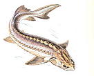 Sturgeon. WWF Caucasus PO
