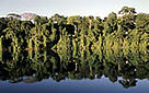 Manu National Park Lowland rainforest along the edge of lake Cocha Otorongo, an oxbow lake of Manu ... / &copy;: WWF-Canon / Andre BARTSCHI