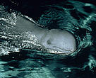 Irrawaddy dolphin (Orcaella brevirostris), held captive in a marine park in Jakarta, Indonesia.