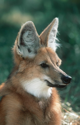 Maned Wolf (Chrysocyon brachyurus) / ©: WWF-Canon / Martin HARVEY / ©: WWF-Canon / Martin HARVEY