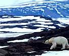 Polar bear in the Greenland National Park.
