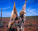 Humans and jackals: pictured here are <i>Canis mesomelas</i> or Black-backed jackals killed by sheep farmers in South Africa and displayed on fence as a deterrent to other jackals.