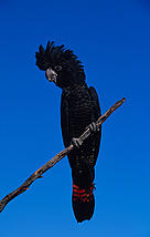  / &copy;: WWF-Canon / Martin HARVEY