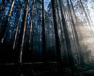 Mountain-ash eucalyptus tree <i>Eucalyptus regnans</i>, Australia