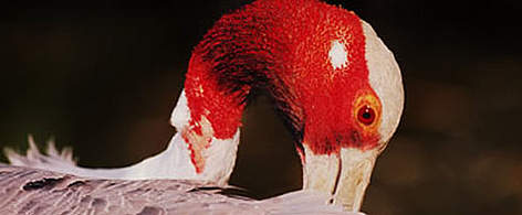 Sarus crane  rel=