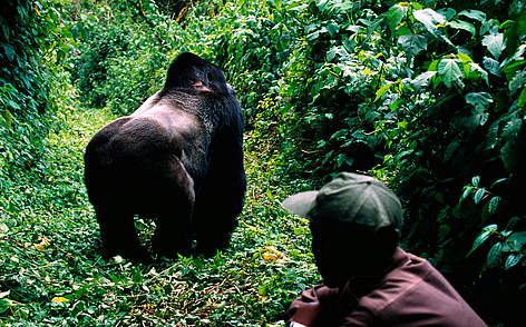 Virunga National Park guide, Kadega Mwenza, with a mountain gorilla. Democratic Republic of Congo / ©: WWF-Canon / Martin HARVEY rel=