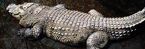 Siamese crocodile. / ©: WWF-Canon / Gerald S. CUBITT Siamese crocodile. rel=