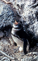  / &copy;: WWF-Canon / Rey-Millet