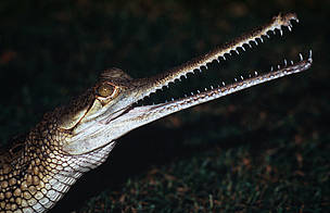 Gharials are often confused with crocodiles. They are characterized by their long and thin snout. / ©: WWF-Canon/Gerald S. Cubitt Gharials are often confused with crocodiles. They are characterized by their long and thin snout. / ©: WWF-Canon/Gerald S. Cubitt
