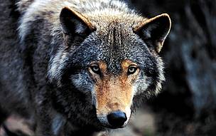 Canis lupus Grey wolf Captive, photo was taken in March. / ©: Chris Martin Bahr / WWF-Canon / ©: Chris Martin Bahr / WWF-Canon