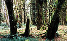 Olympic National Park - View of temperate rainforest Washington, United States of America.  / &copy;: WWF-Canon / Fritz POLKING