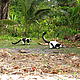 Black-and-white ruffed lemurs prowl the beach © WWF / Moira Hough