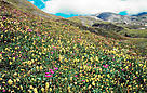 Alpine grassland consists of a thick carpet of plants on the gentle slopes of the mountains. It is ... / ©: CREDIT: (c) WWF-Canon / Michèle DÉPRAZ Vanoise National Park. French Alps in the Savoie, France / ©: CREDIT: (c) WWF-Canon / Michèle DÉPRAZ