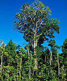 Swietenia macrophylla Mahogany tree or / ©: WWF-Canon / André BÄRTSCHI