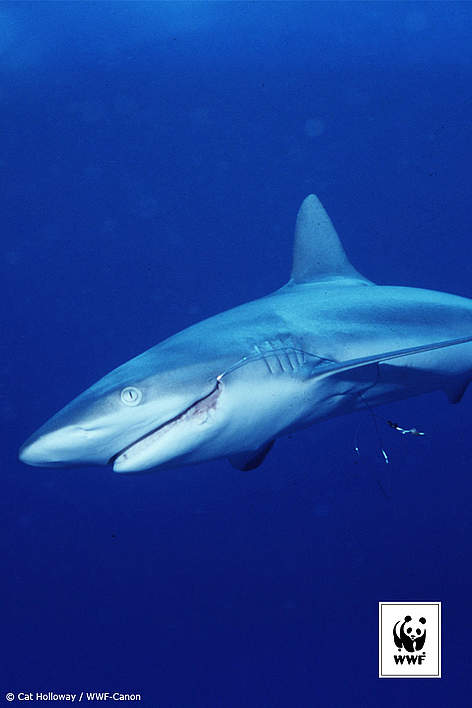  / &copy;: Cat Holloway / WWF-Canon