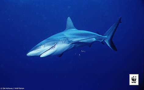  / &copy;: Cat Holloway / WWF-Canon