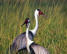 The wattled crane (<i>Bugeranus carunculatus</i>) inhabits open grasslands and wetlands.
