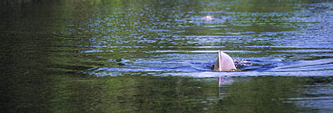Pink river dolphin (Inia geoffrensis), Amazonia, Venezuela
/ ©: WWF-Canon / Bruno PAMBOUR rel=