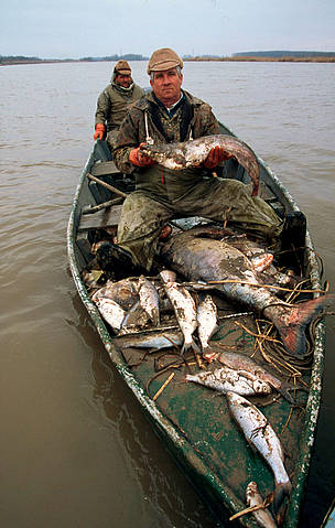 Fishermen on boat with collected dead fish from the River February 2000 - Cyanide pollution, Tisza River, Hungary.