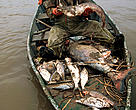 Fishermen on boat with collected dead fish from the River February 2000 - Cyanide pollution, Tisza River, Hungary.