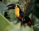 Paraguay's Upper Paranà Atlantic Forest is known for its high biodiversity. <i>Ramphastos vitellinus</i> Channel-billed toucan.