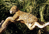 Panthera onca Jaguar, Brazil. / ©: WWF-Canon / Michel GUNTHER / ©: WWF-Canon / Michel GUNTHER